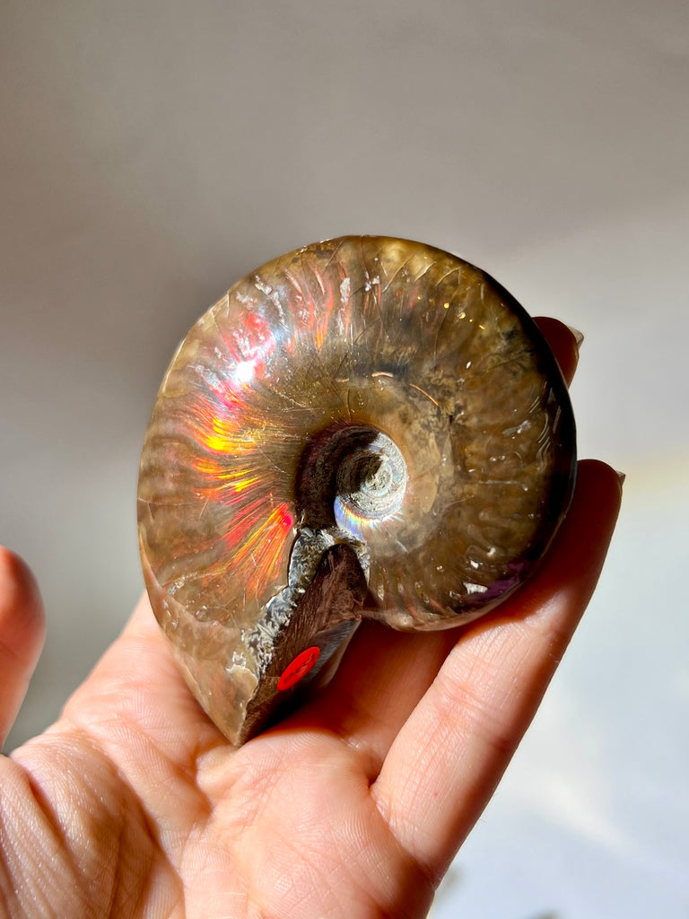 斑彩石 斑彩螺 斑彩螺功效 化石 風水擺設 水晶店 香港水晶店 風水 風水陣