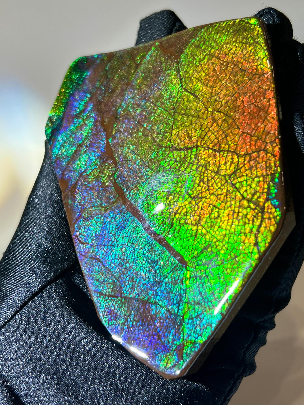 加拿大斑彩螺擺件|Ammolite|整體七彩光澤