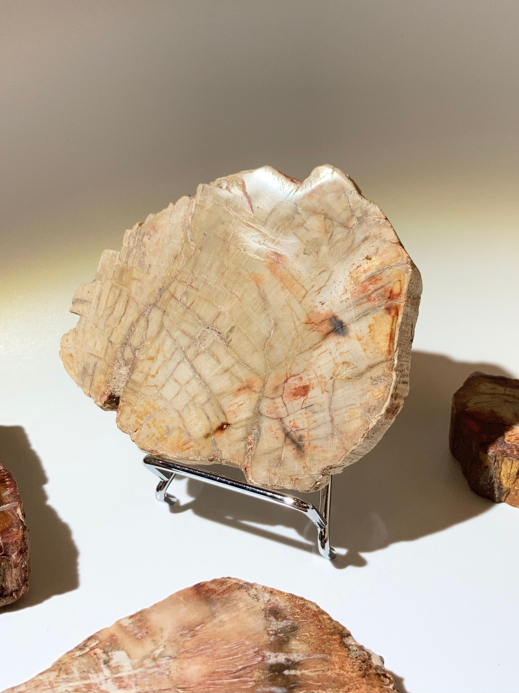 木化石片（馬達加斯加）