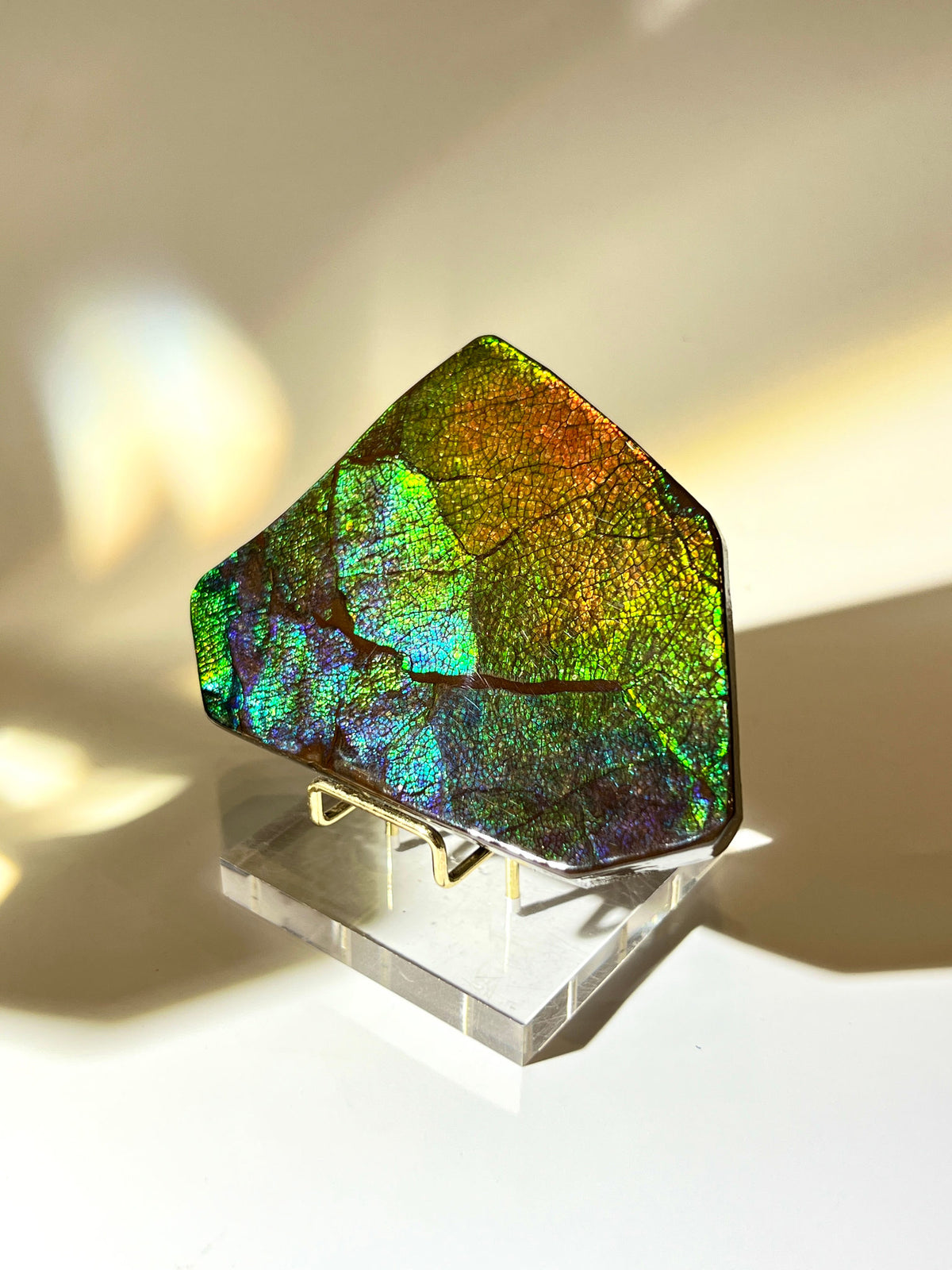 加拿大斑彩螺擺件｜Ammolite｜龍皮紋展示（底座正面）