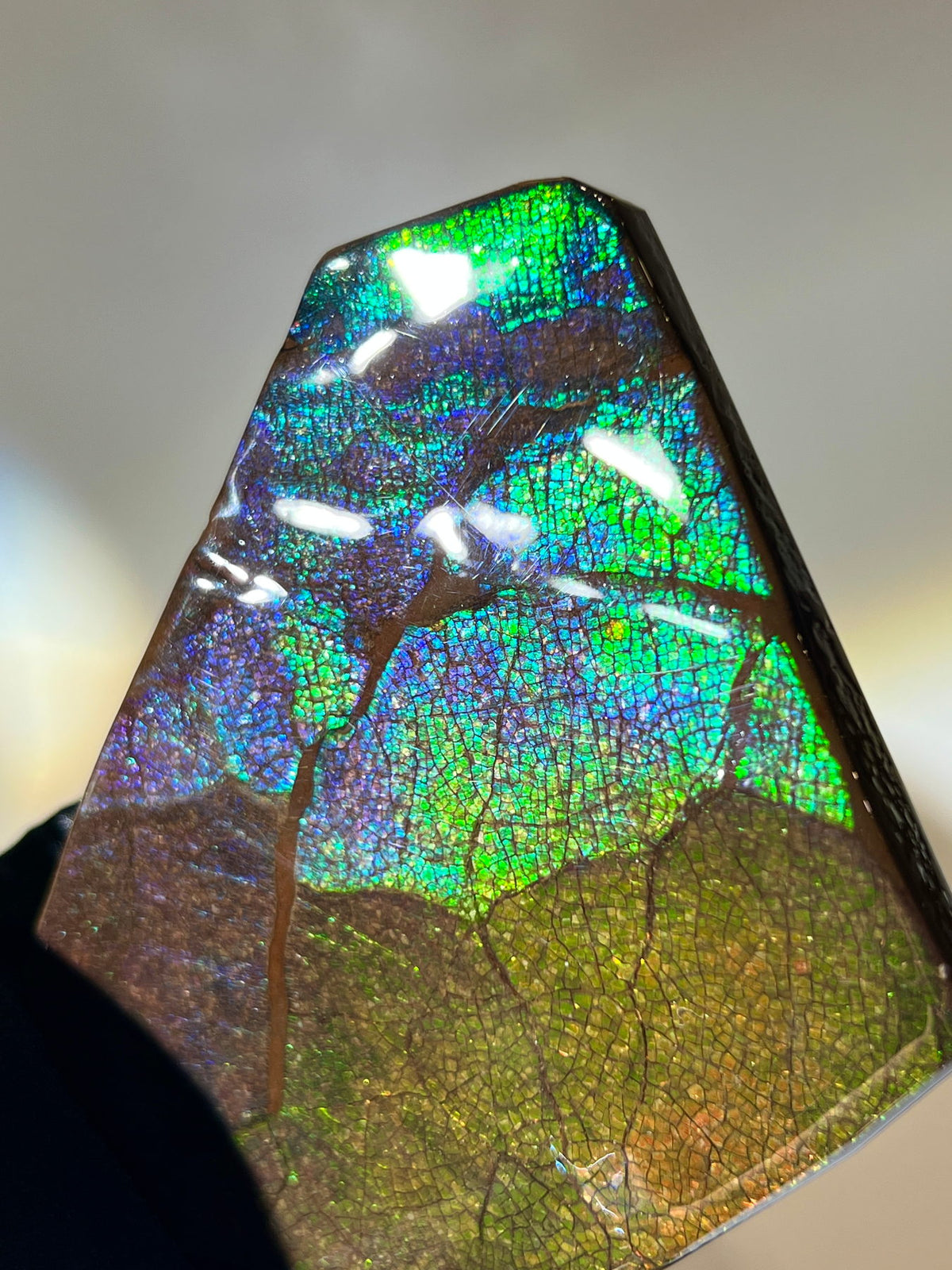 加拿大斑彩螺擺件｜Ammolite｜側光跳色展示