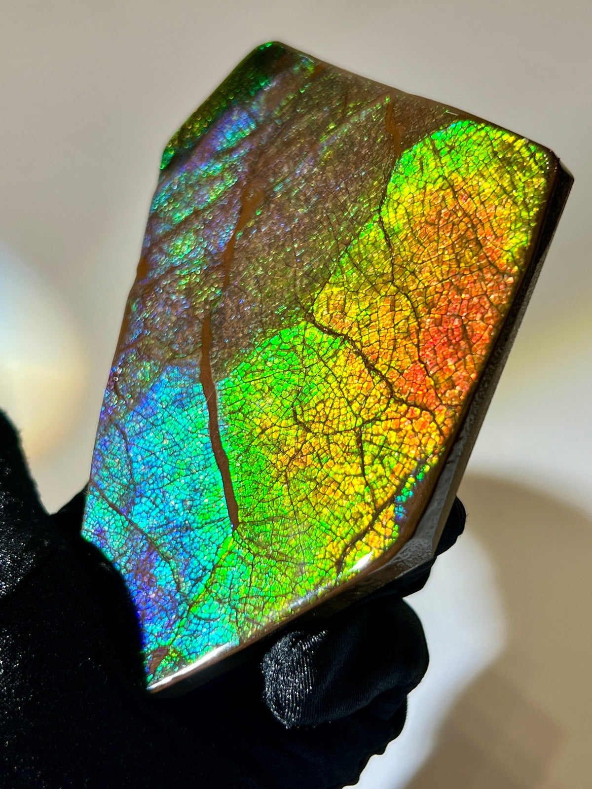 加拿大斑彩螺擺件｜Ammolite｜龍皮紋網紋細節