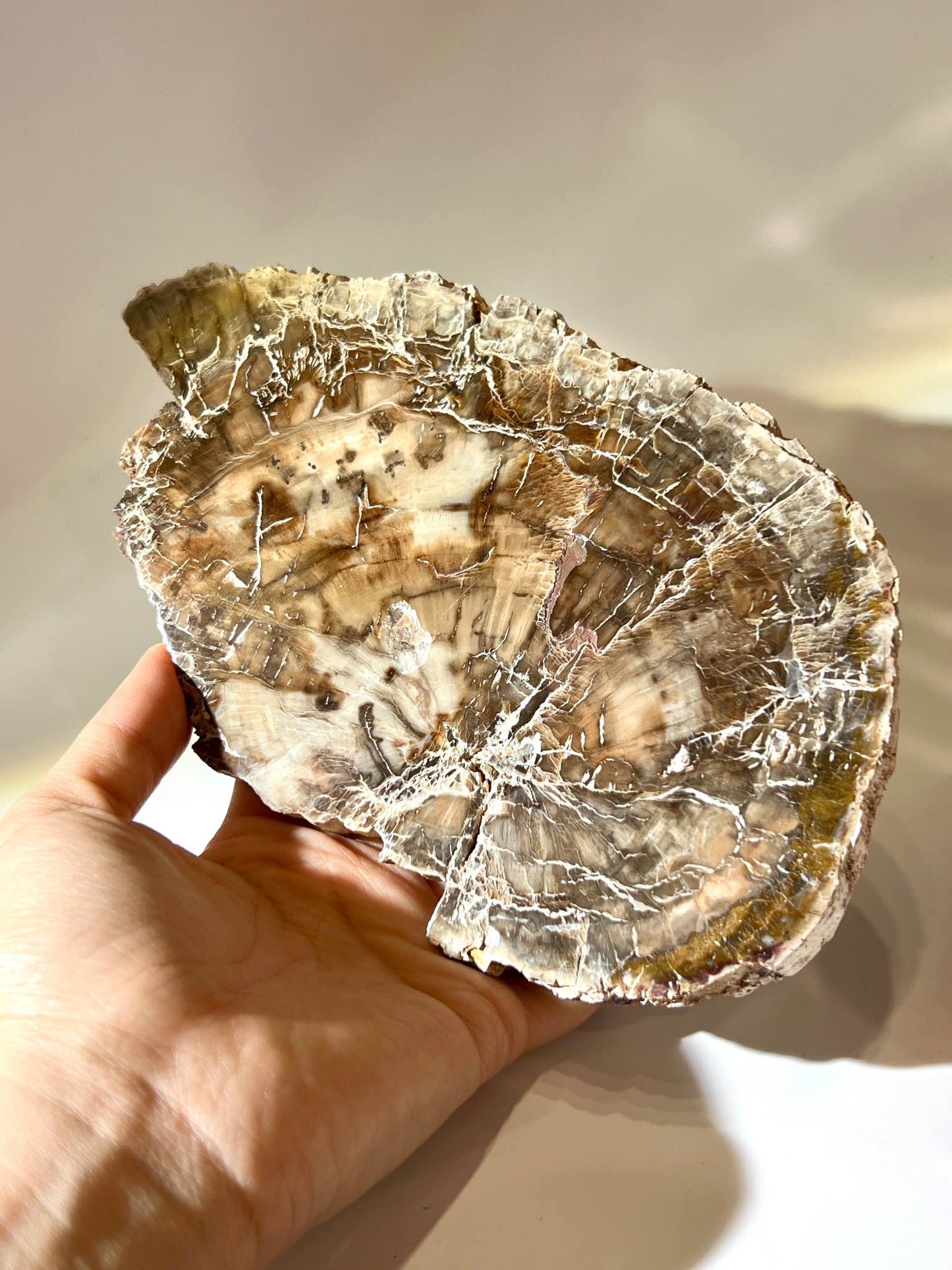 木化石片 南無水晶