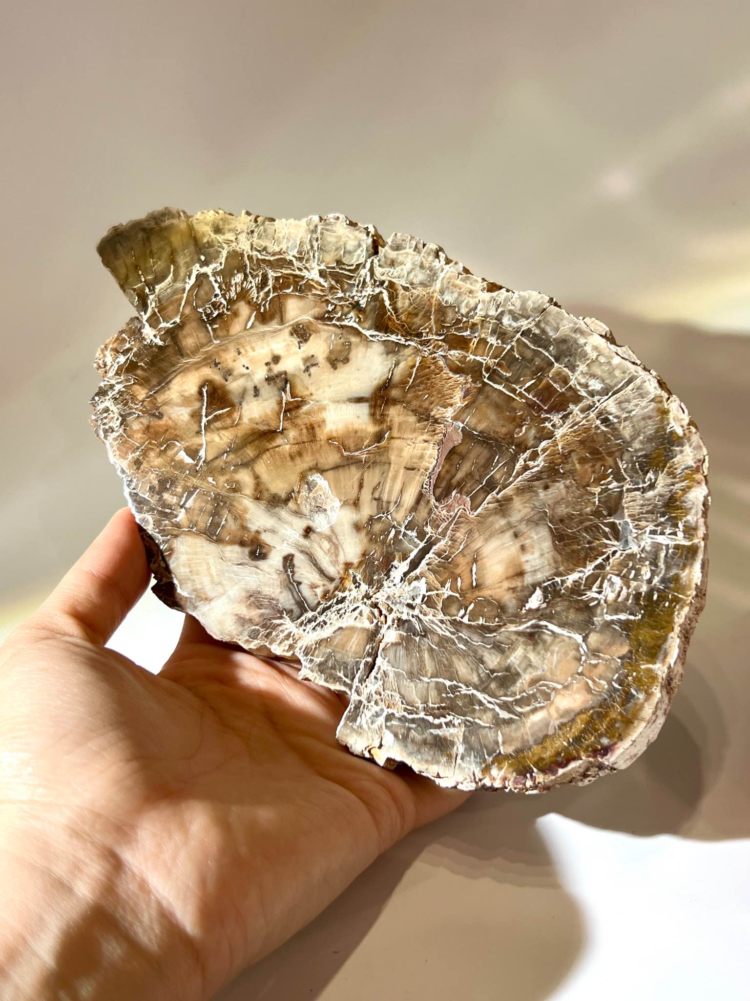 木化石片 南無水晶
