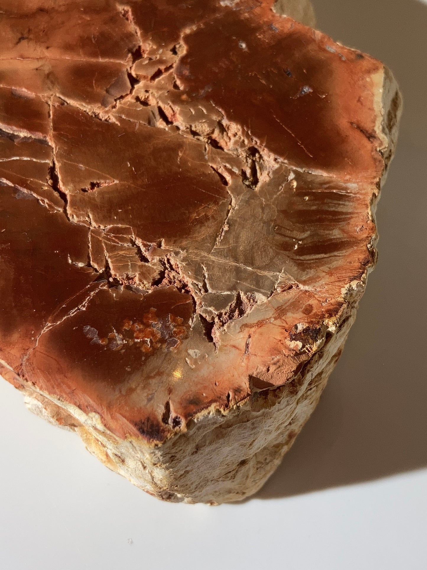 ［罕有］紅木化石（馬達加斯加）