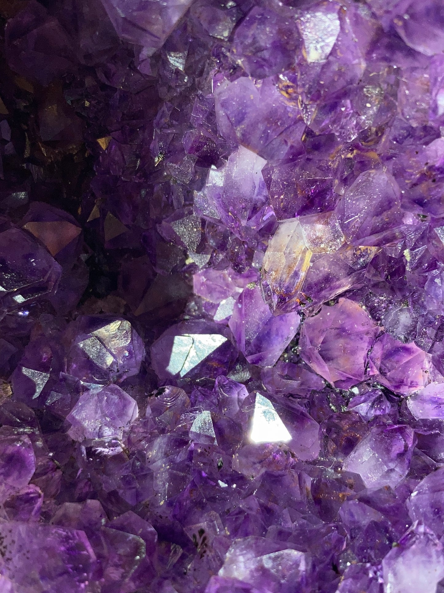 巴西恐龍蛋錢袋子（送底座）