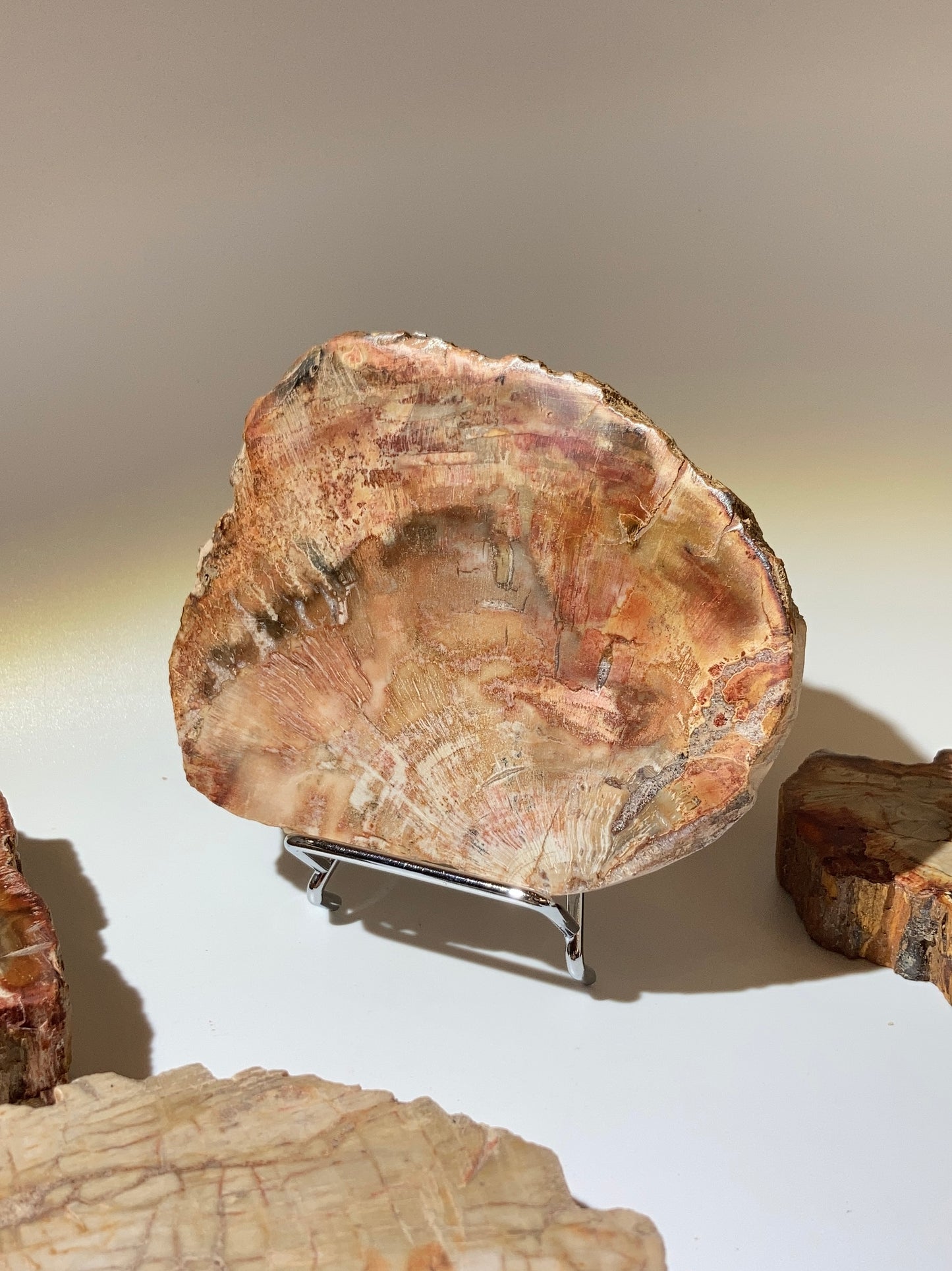 木化石片（馬達加斯加）