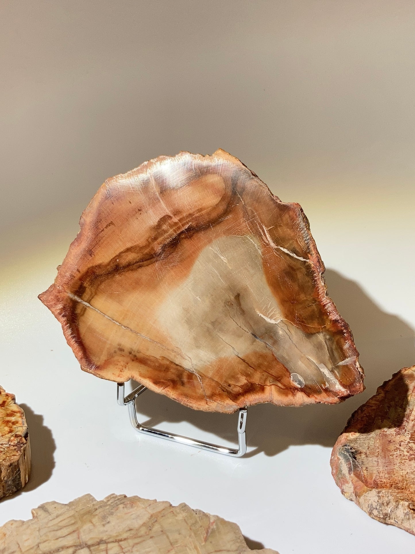 ［罕有］木化石片（馬達加斯加）